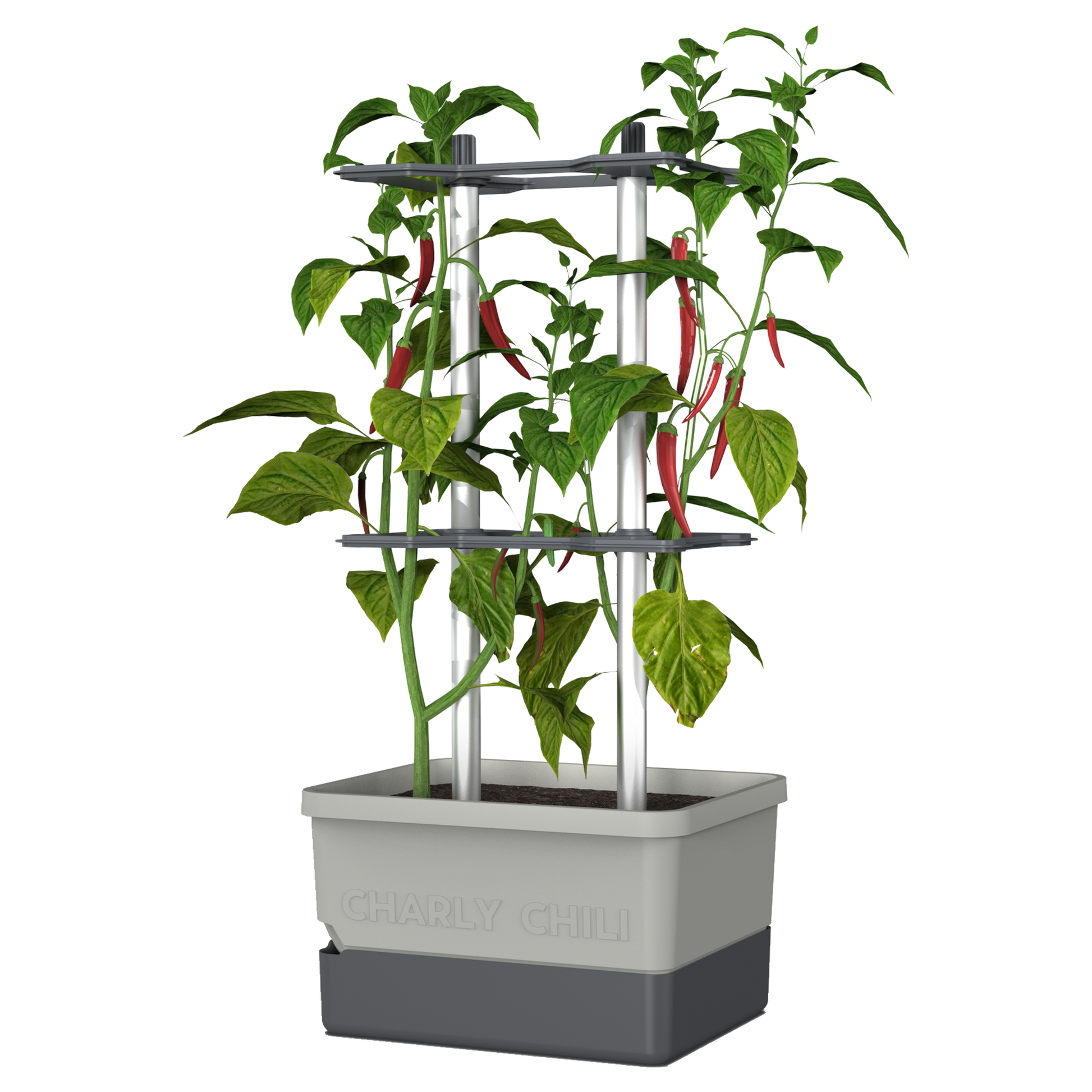 Lonček CHarly Chili v svetlo sivi barvi z oporo in rdečimi čiliji.