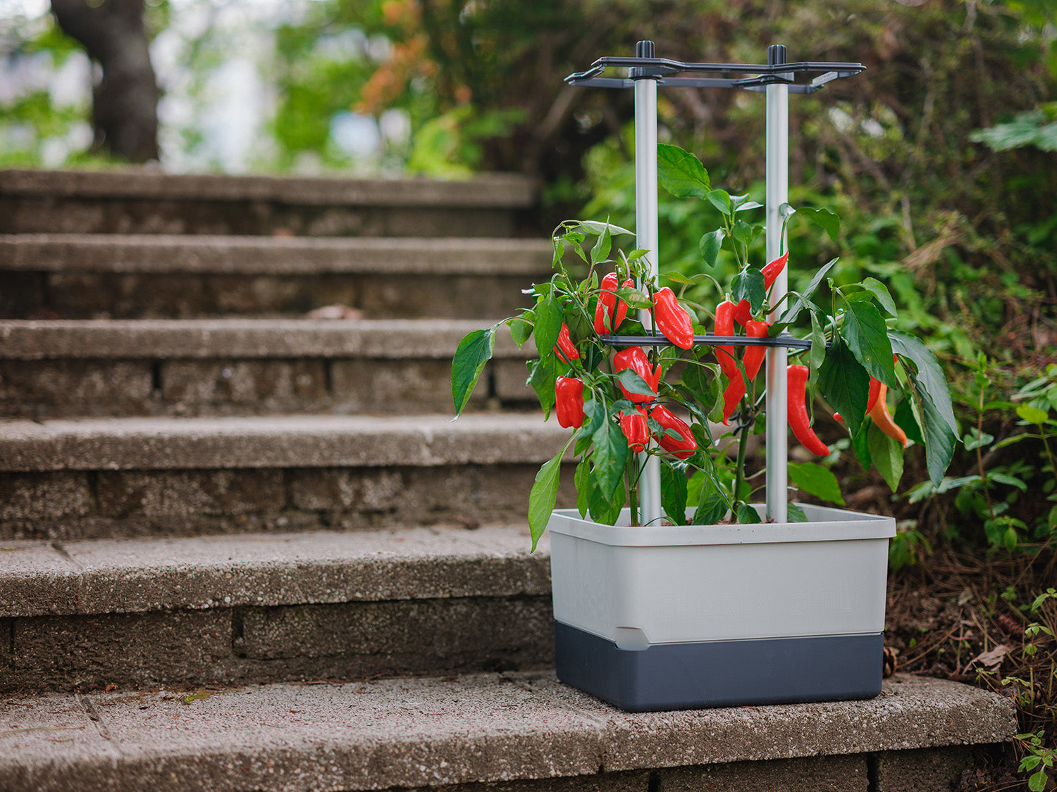 Svetlo siv lonček Charly Chili z rdečimi čiliji, postavljen na zunanjih stopnicah.