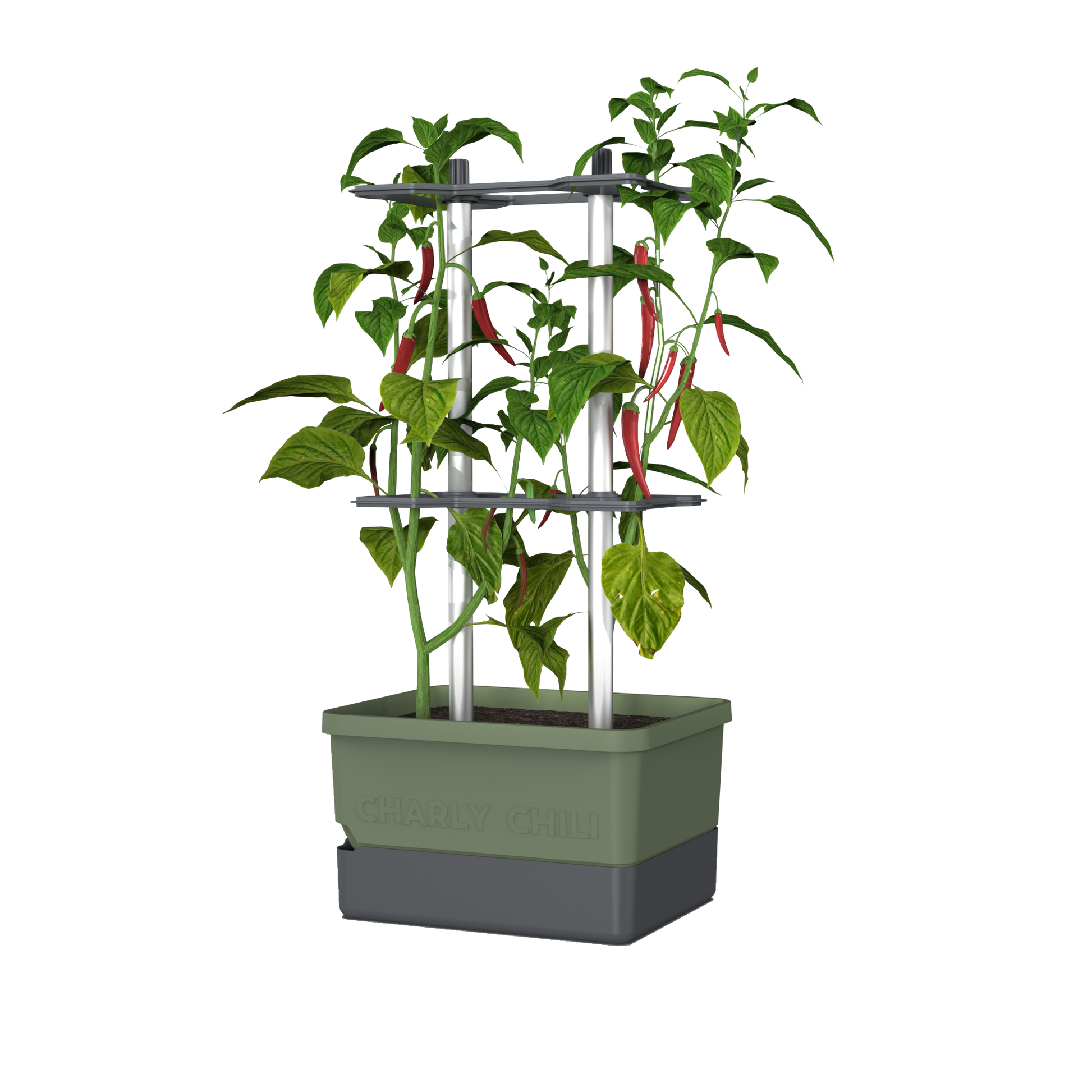 Lonček Charly Chili v temno zeleni barvi z oporo in rdečimi čiliji