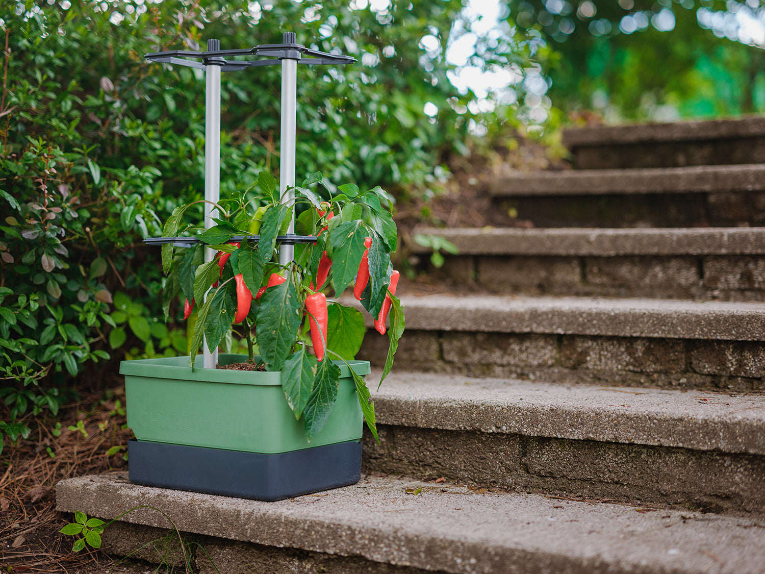 Temno zelen lonček Charly Chili z rdečimi čiliji na zunanjih stopnicah.
