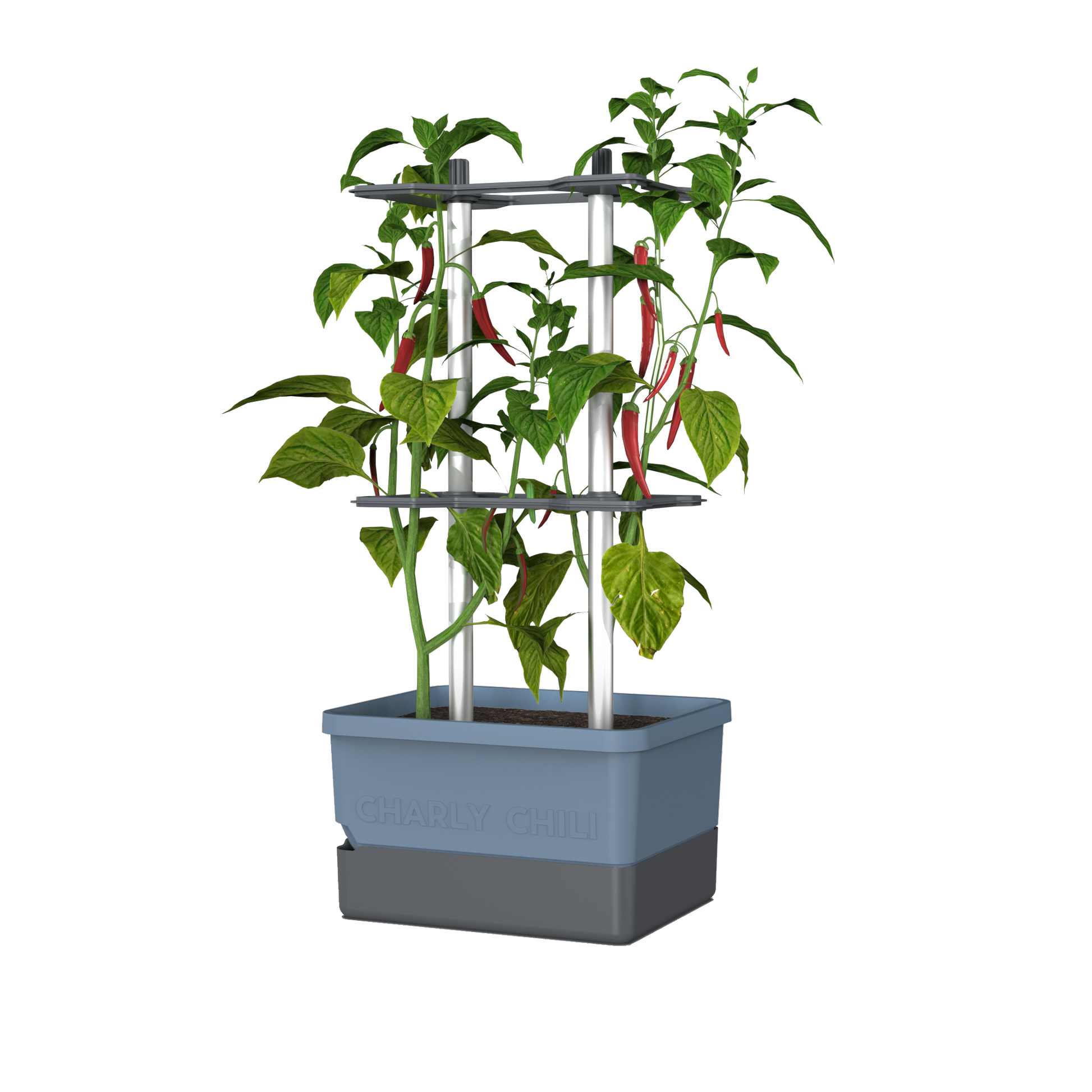 Lonček Charly Chili v modri barvi z oporo in rdečimi čilij