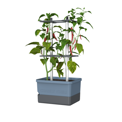 Lonček Charly Chili v modri barvi z oporo in rdečimi čilij