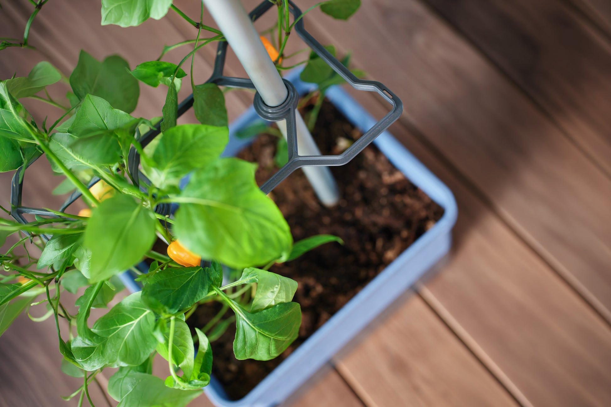 Pogled od zgoraj na moder lonček Charly Chili z rastlino čilija.