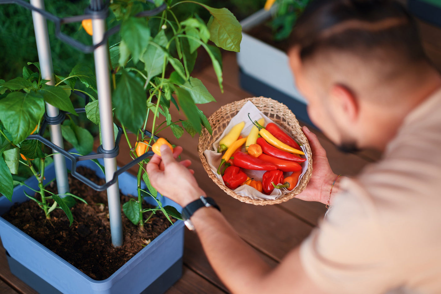 Moški obira rumene čilije iz modrega lončka Charly Chili na leseni terasi.