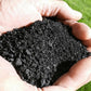 Biochar oglje v rokah kot naravni dodatek za izboljšanje rodovitnosti tal in zadrževanje hranil.