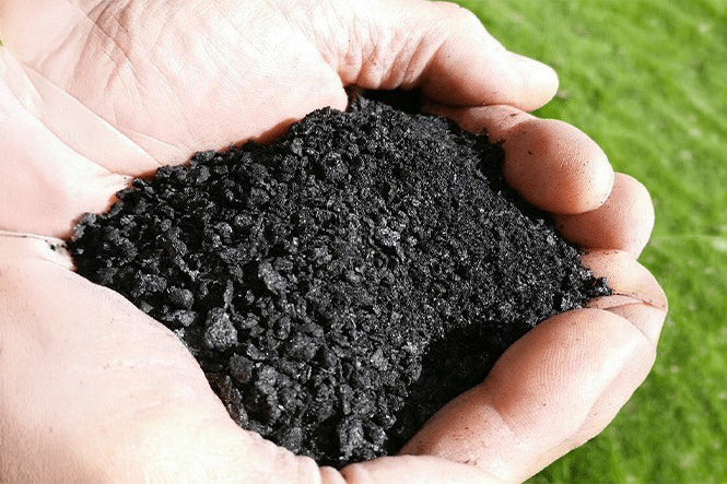 Biochar oglje v rokah kot naravni dodatek za izboljšanje rodovitnosti tal in zadrževanje hranil.