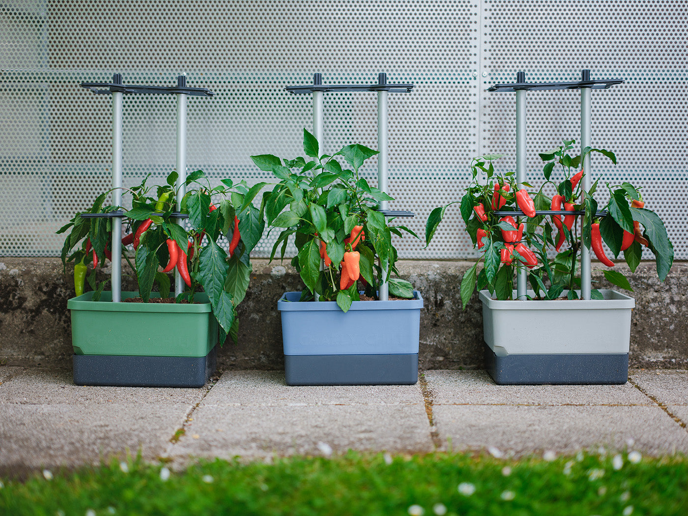 Lončki Charly Chili v svetlo sivi, zeleni in modri barvi z rastlinami čilija.
