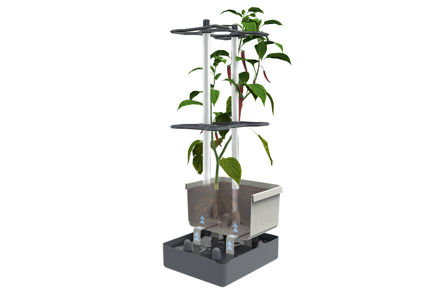 Prerez lončka Charly Chili z prikazom korenin in sistema zalivanja z vodnim rezervoarjem.