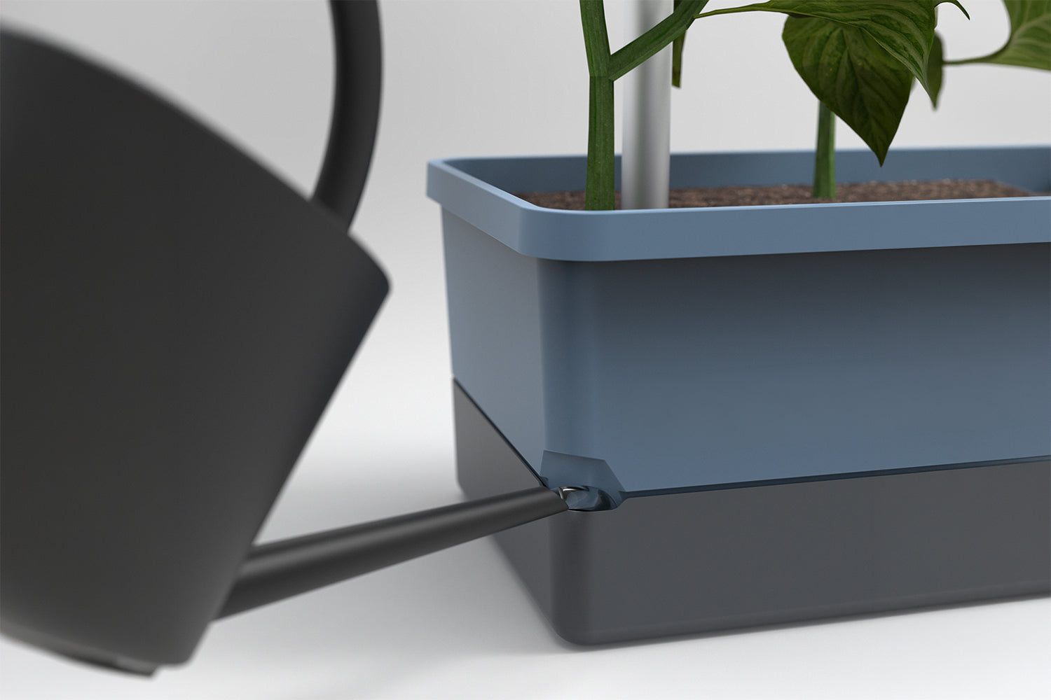 Prikaz zalivanja modrega lončka Charly Chili z zalivalko.