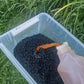 Dodajanje Organko tekočega gnojila v Biochar za aktivacijo in obogatitev z mikroorganizmi ter hranili.