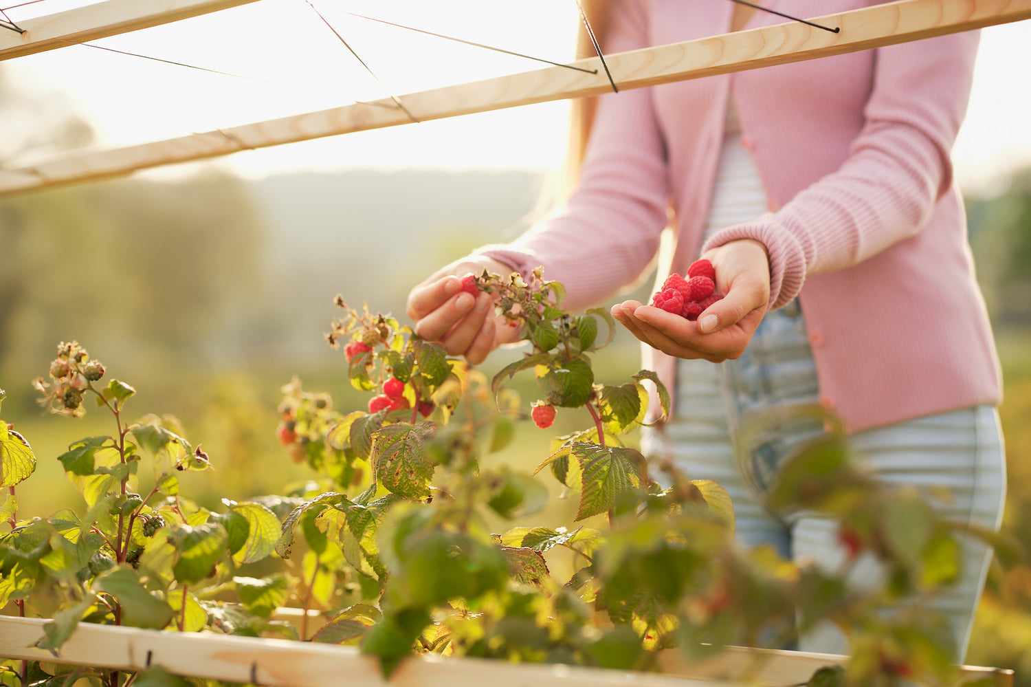 Detajl nabiranja malin z rastline ob opori Berry Buddy.