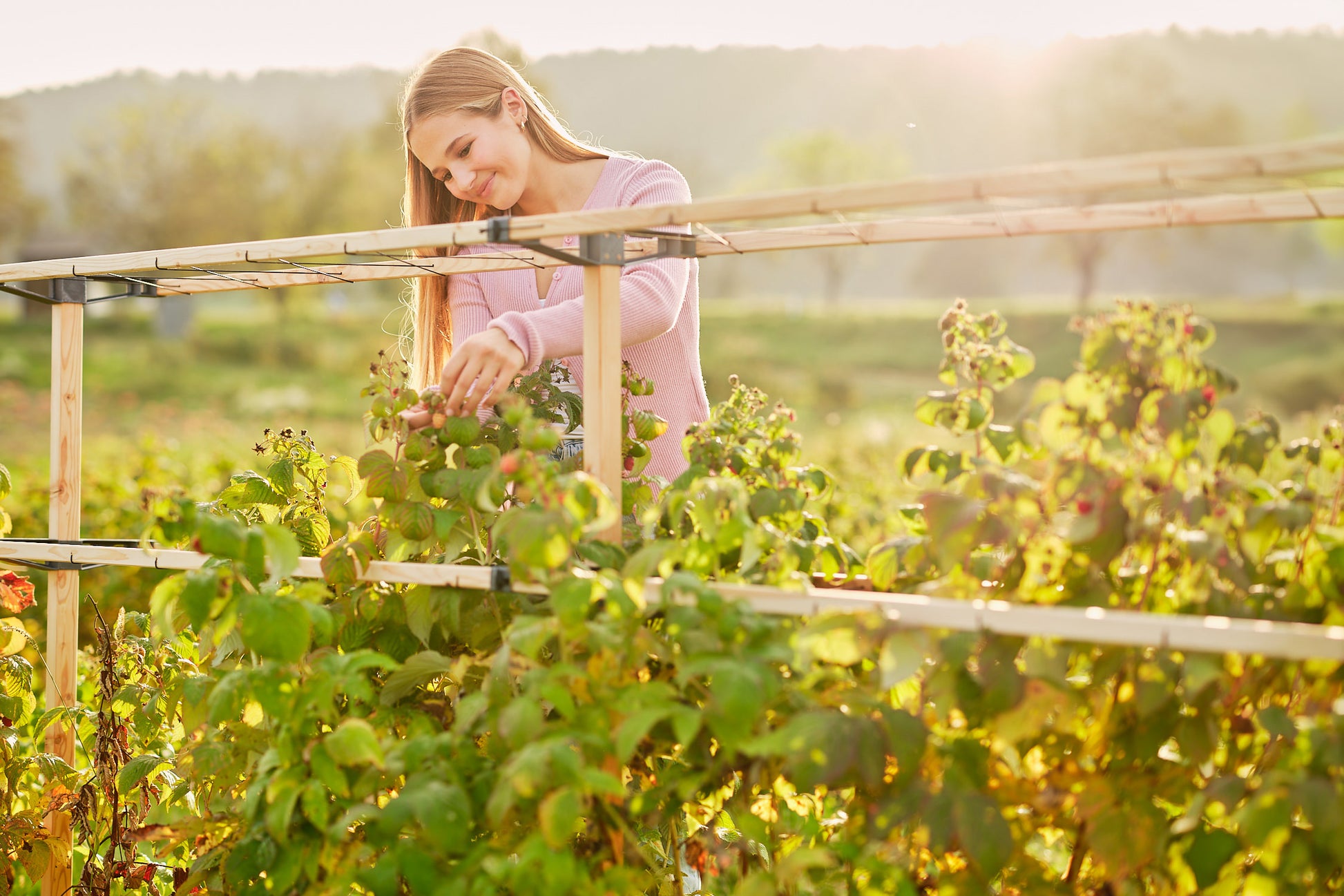 Nabiranje malin ob sončnem zahodu z oporo Berry Buddy.