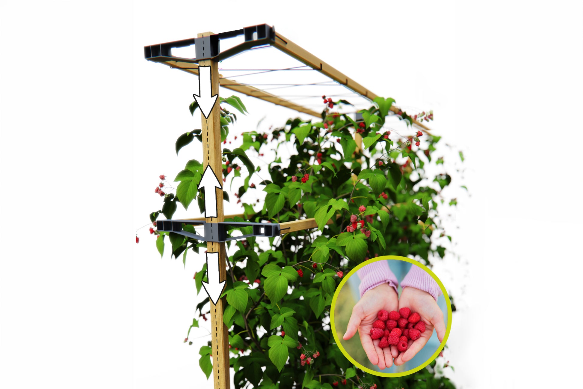 Nastavljiva višina opore Berry Buddy za optimalno rast rastlin.