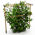 Opora Berry Buddy z malinami na belem ozadju.