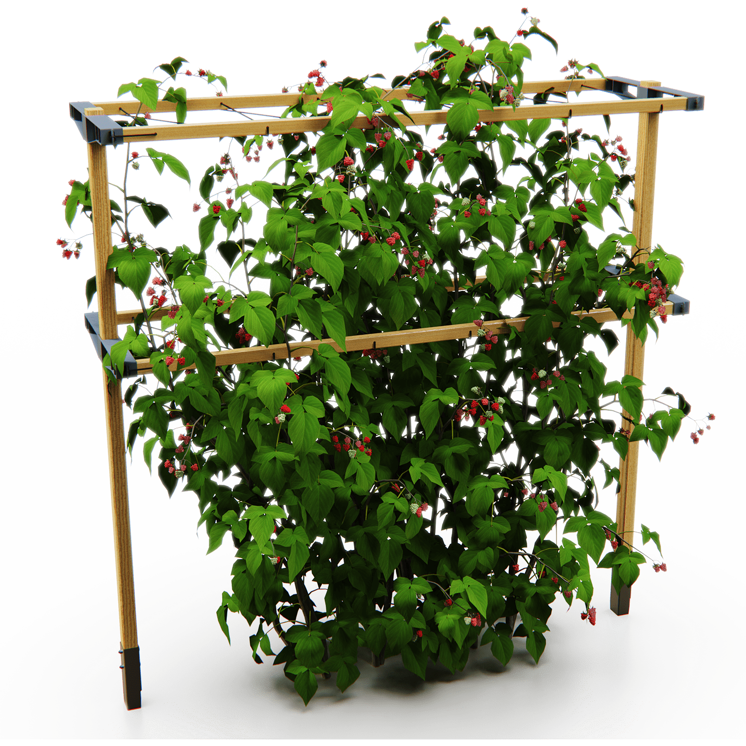 Opora Berry Buddy z malinami na belem ozadju.