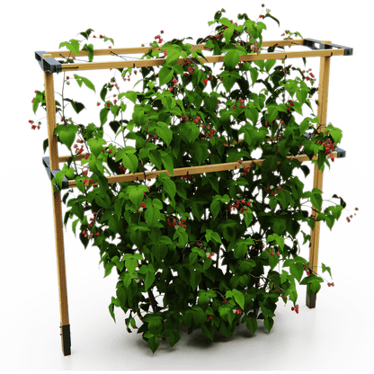 Opora Berry Buddy z malinami na belem ozadju.