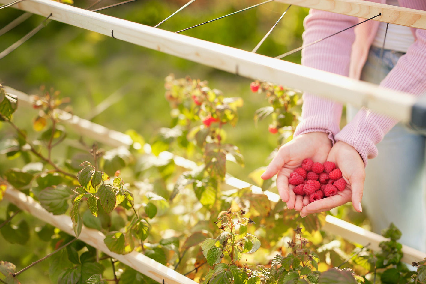 Sveže nabrane maline v rokah ob opori Berry Buddy.