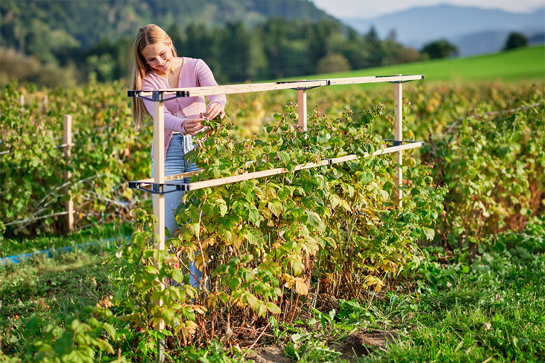 Vrtnarjenje z oporo Berry Buddy na nasadu malin.