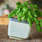 Lonček za zelišča Herbs Buddy z baziliko, rahlo nagnjen na leseni mizi.