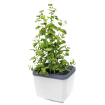 Lonček za zelišča Herbs Buddy z visoko rastočo baziliko.