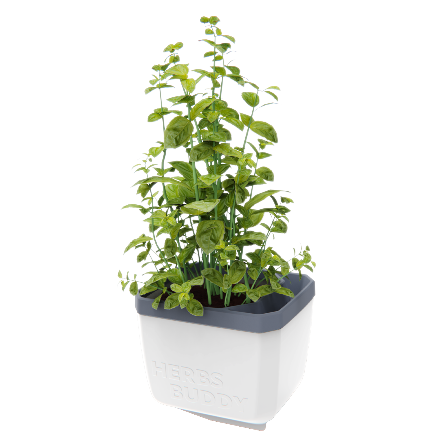 Lonček za zelišča Herbs Buddy z visoko rastočo baziliko.