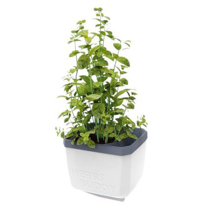 Lonček za zelišča Herbs Buddy z visoko rastočo baziliko.