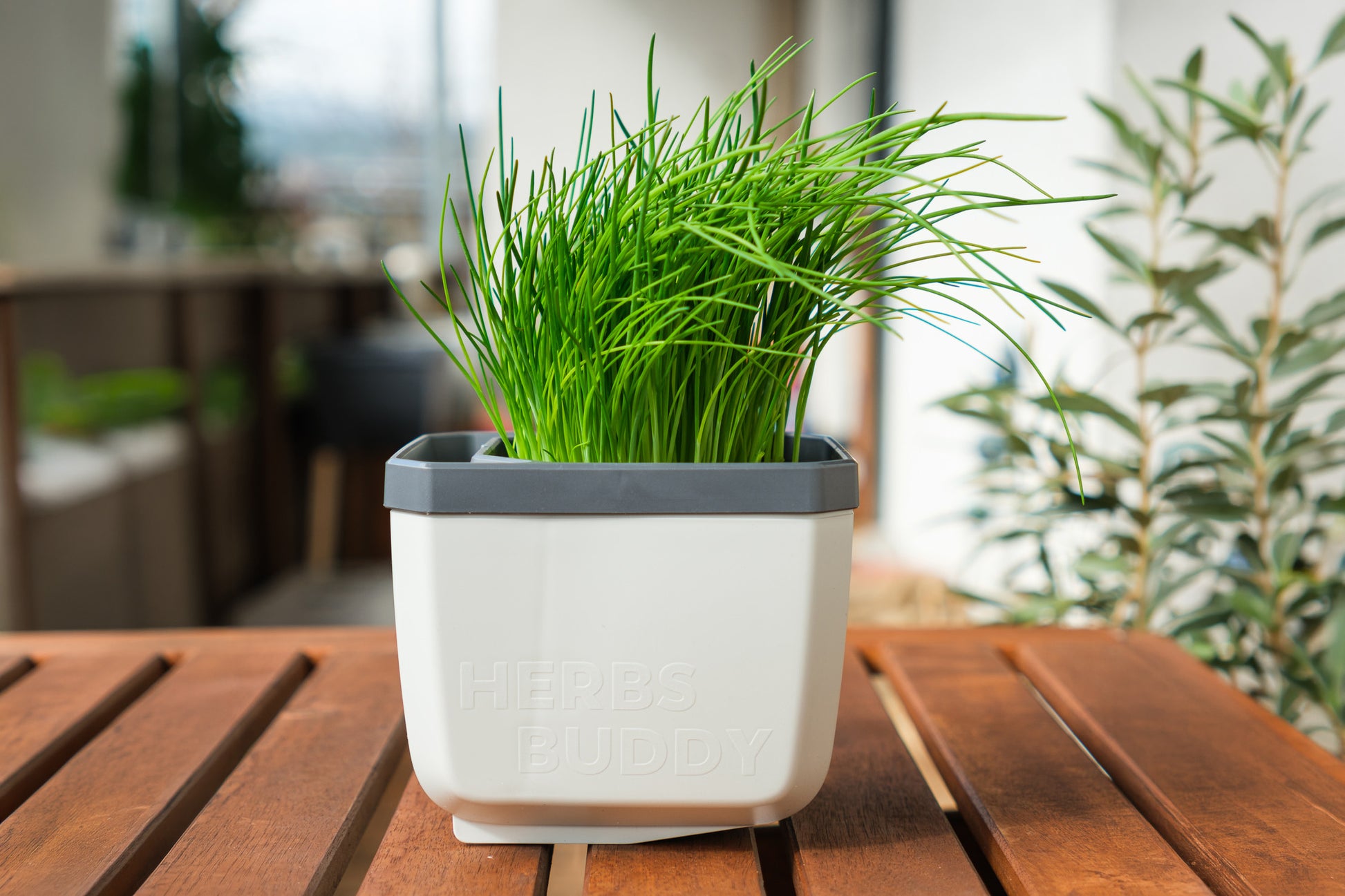 Lonček za zelišča Herbs Buddy z drobnjakom na terasi.