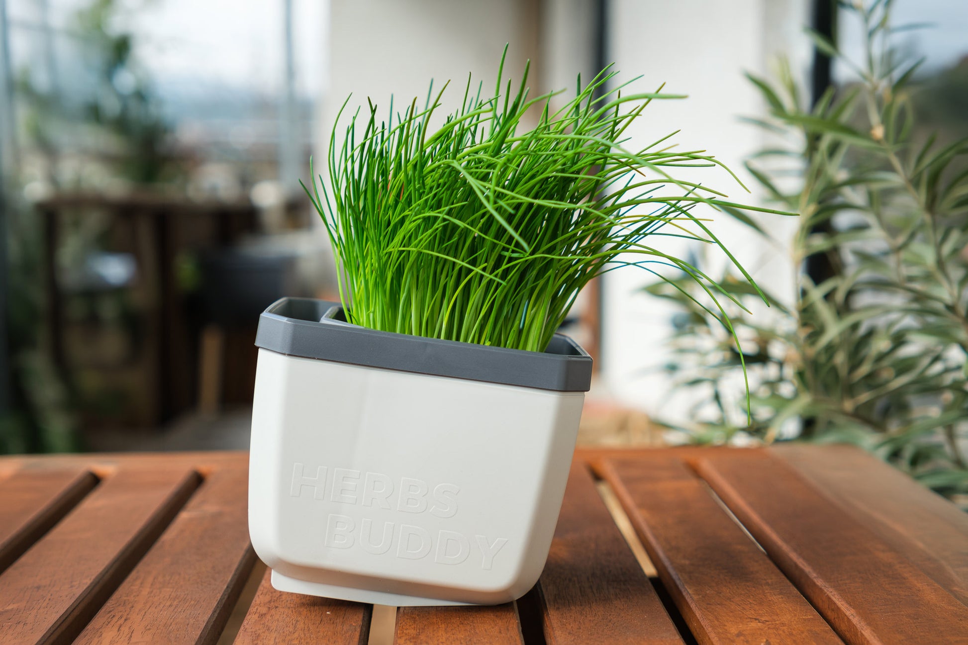 Lonček za zelišča Herbs Buddy z drobnjakom na zunanji leseni mizi.