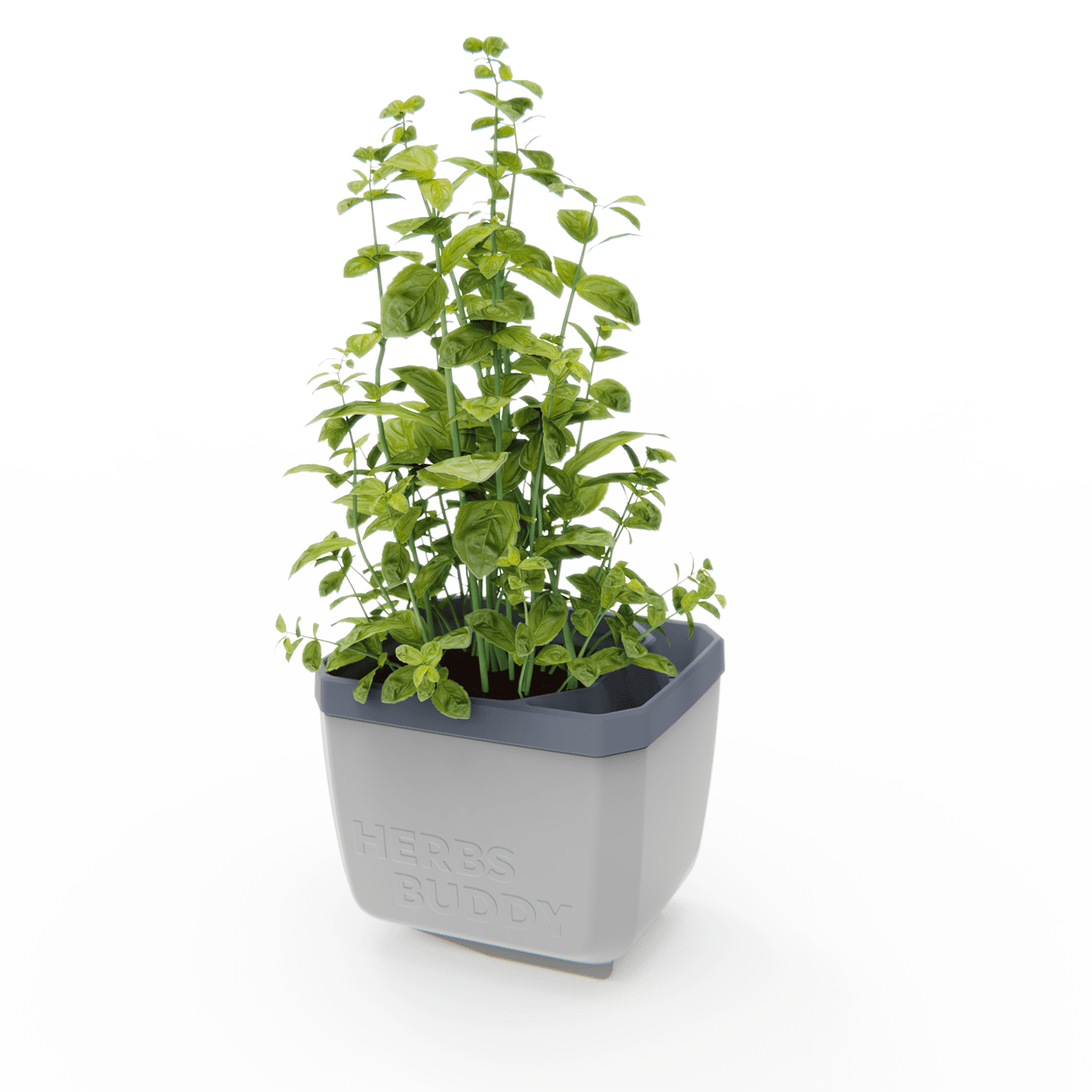 Lonček za zelišča Herbs Buddy z bujno rastočo baziliko.