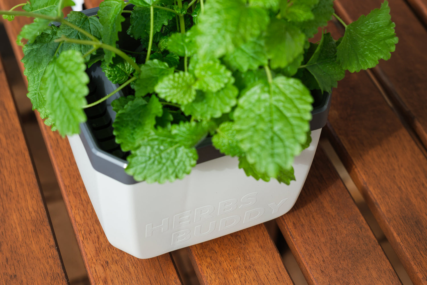 Lonček za zelišča Herbs Buddy s peteršiljem na mizi v notranjem prostoru.