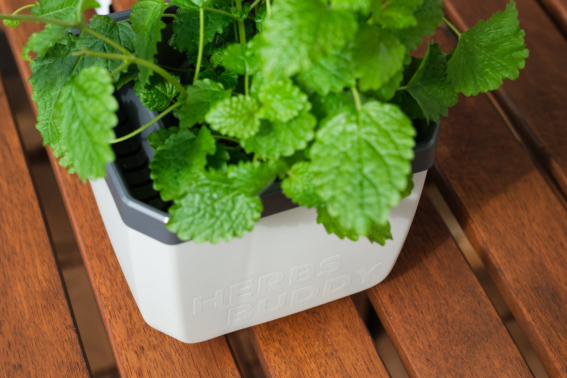 Lonček za zelišča Herbs Buddy s peteršiljem na mizi v notranjem prostoru.