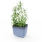 Moder lonček Herbs Buddy z rožmarinom.