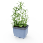 Moder lonček Herbs Buddy z rožmarinom.