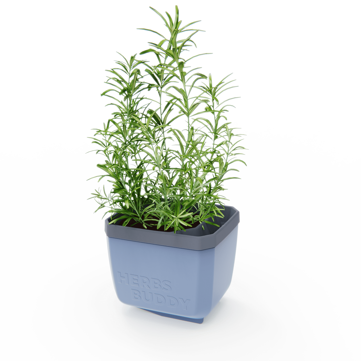 Moder lonček Herbs Buddy z rožmarinom.