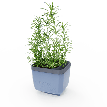 Moder lonček Herbs Buddy z rožmarinom.