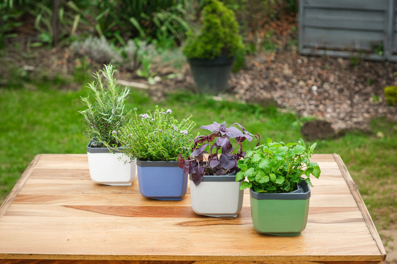 Več barv Herbs Buddy z različnimi zelišči na vrtni mizi.