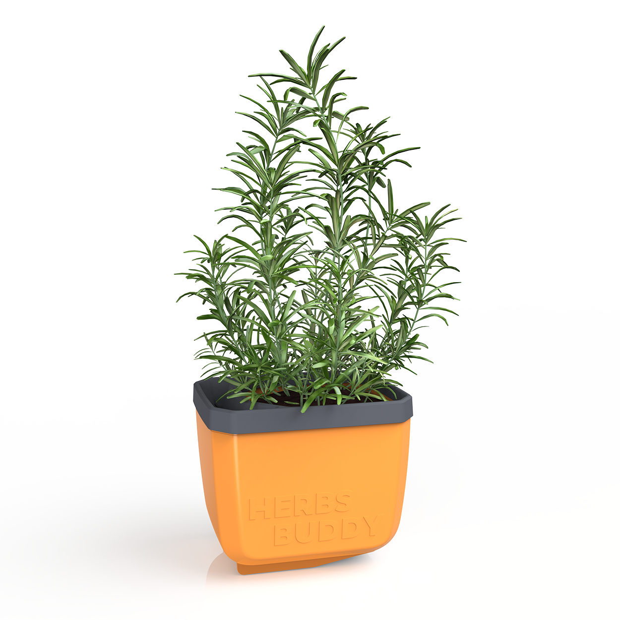 Rumen lonček Herbs Buddy z rožmarinom.