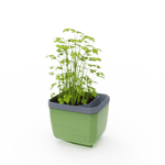 Lonček za zelišča Herbs Buddy s peteršiljem na mizi v notranjem prostoru.