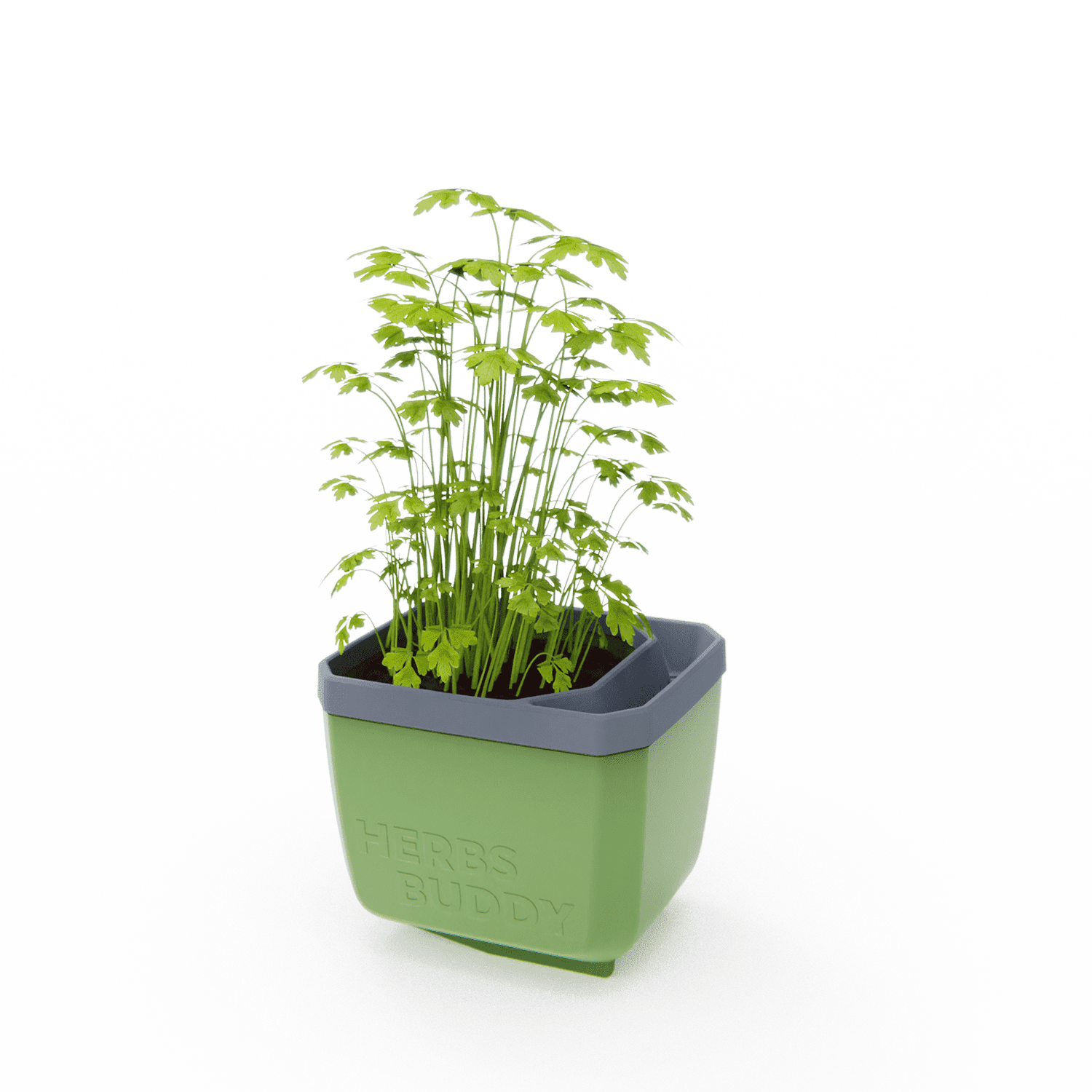 Lonček za zelišča Herbs Buddy s peteršiljem na mizi v notranjem prostoru.