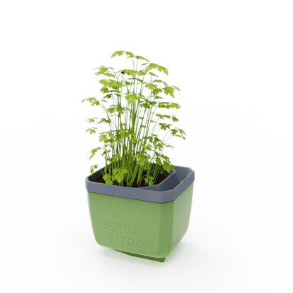 Lonček za zelišča Herbs Buddy s peteršiljem na mizi v notranjem prostoru.