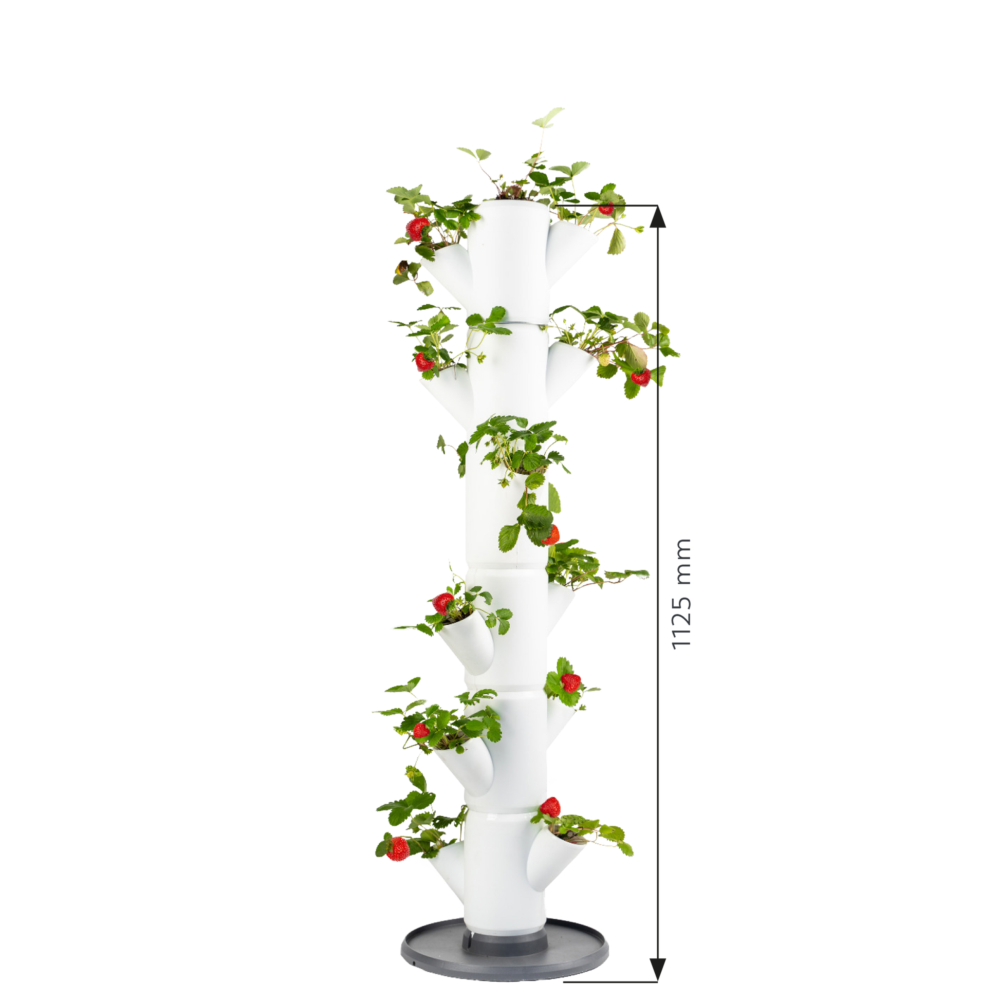 Dimenzije vertikalnega sadilnega stolpa SISSI Strawberry za jagode.