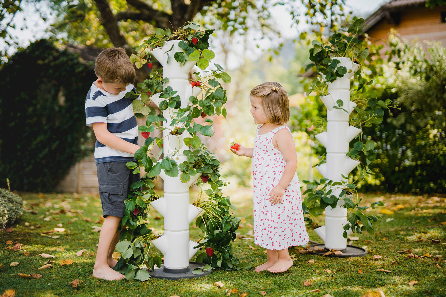 Otroka nabirata jagode iz vertikalnega stolpa SISSI Strawberry na vrtu.