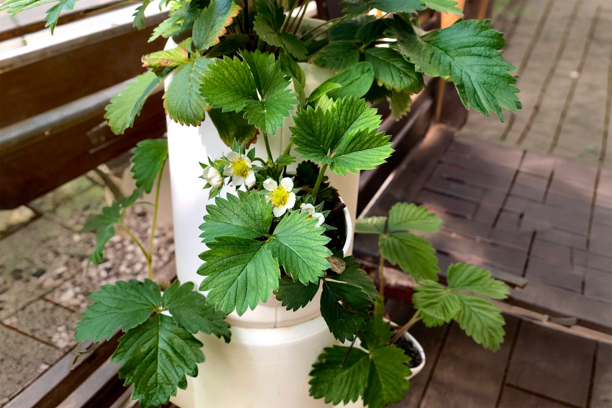 Jagoda z listi in cvetovi v vertikalnem sadilniku SISSI Strawberry.