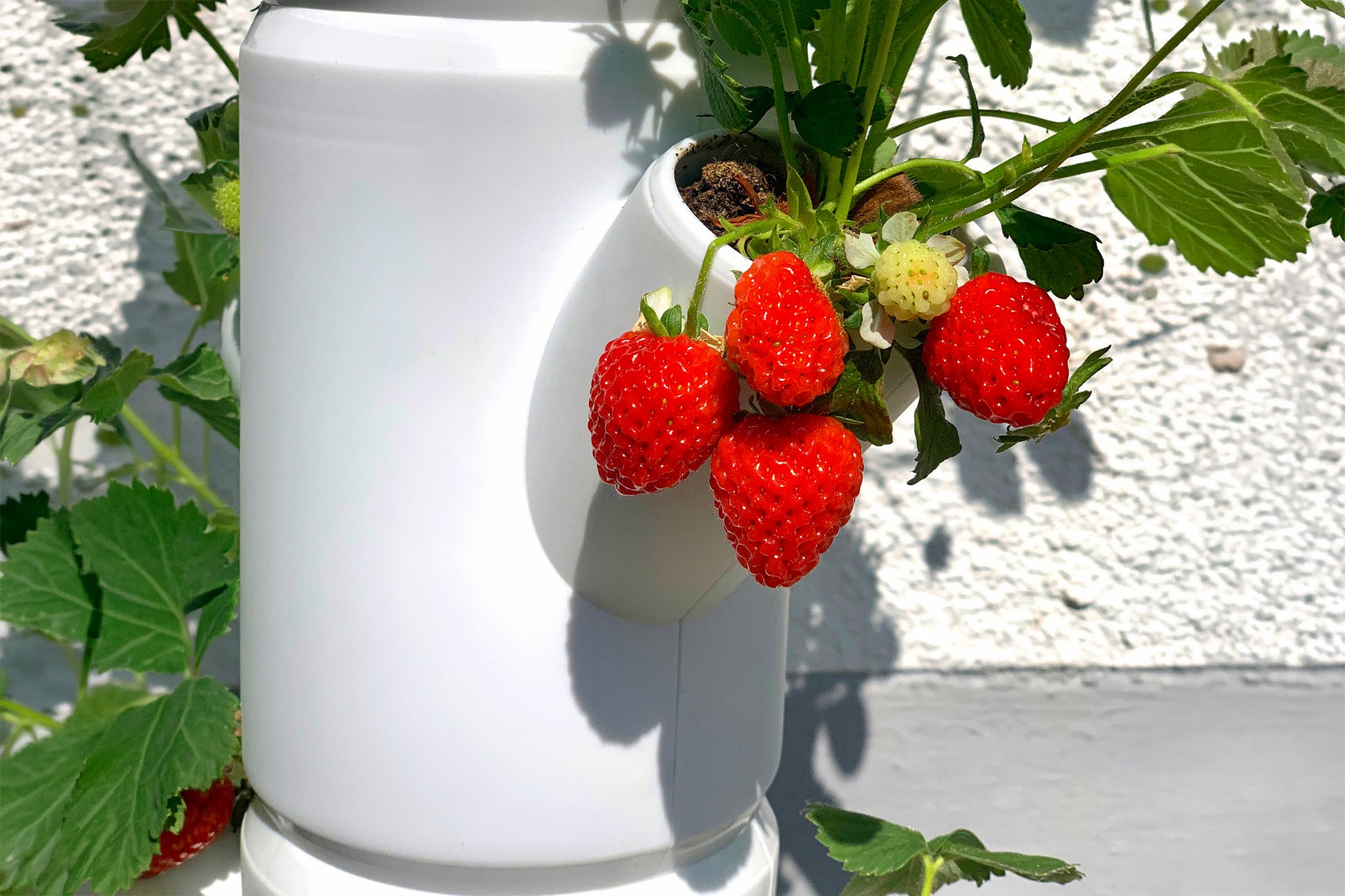 Zrele rdeče jagode, ki rastejo v vertikalnem sadilnem stolpu SISSI Strawberry.