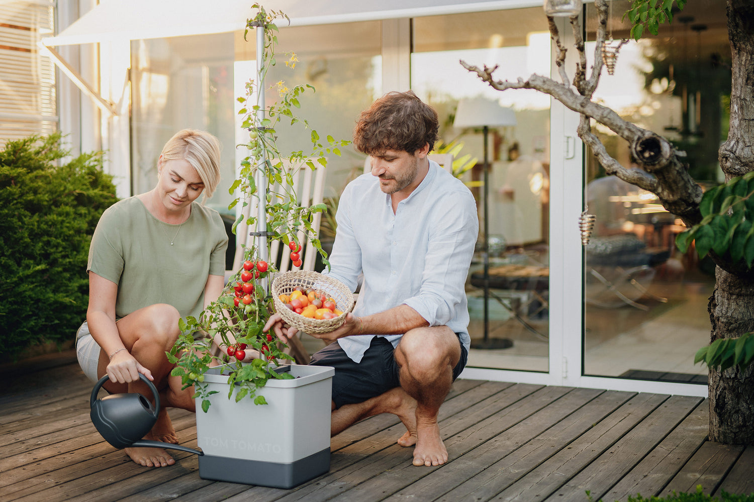 Nabiranje zrelih češnjevih paradižnikov iz sadilnika.