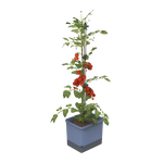 Sadilnik za paradižnik TOM TOMATO Planter Set v modri barvi.