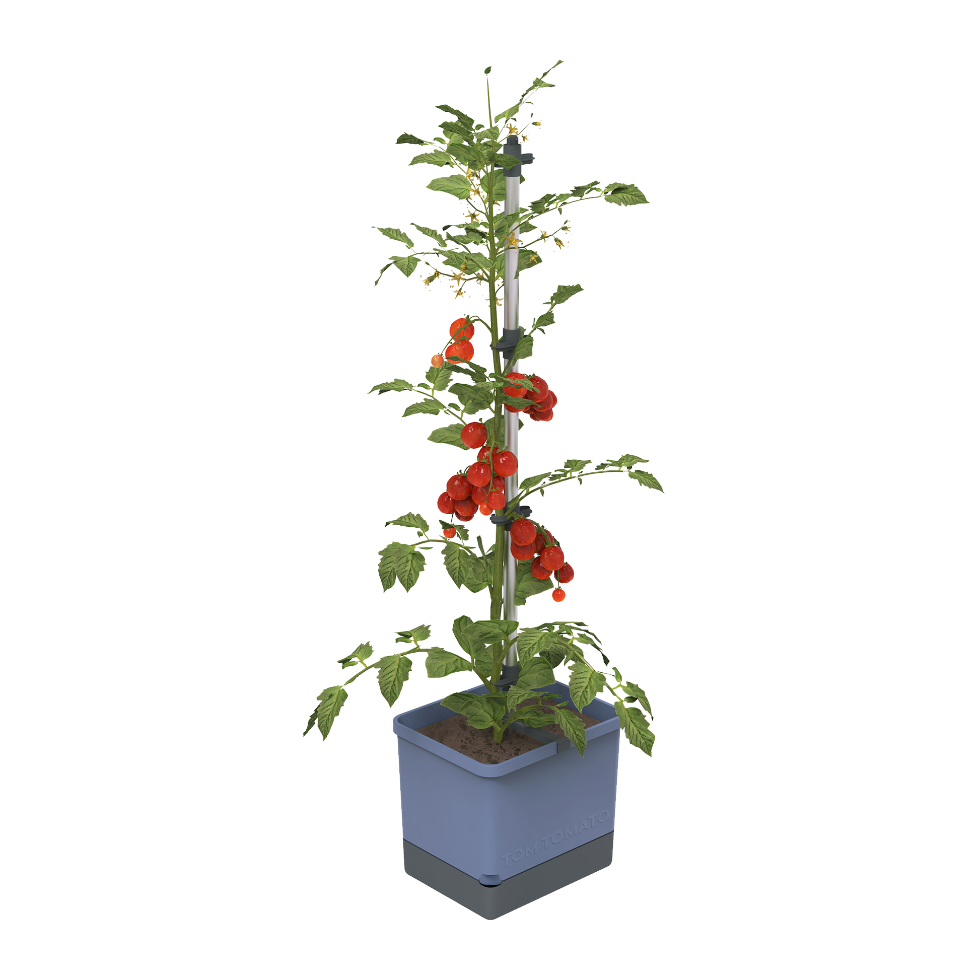 Sadilnik za paradižnik TOM TOMATO Planter Set v modri barvi.