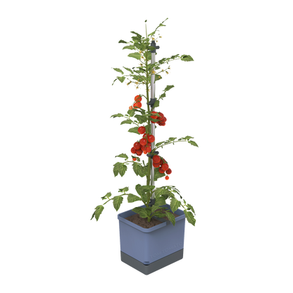 Sadilnik za paradižnik TOM TOMATO Planter Set v modri barvi.