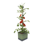 Rastlina paradižnika v sadilniku TOM TOMATO Planter Set.