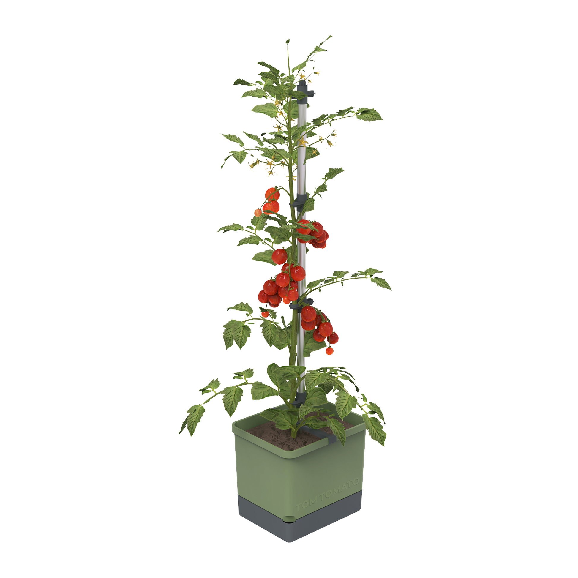 Rastlina paradižnika v sadilniku TOM TOMATO Planter Set.